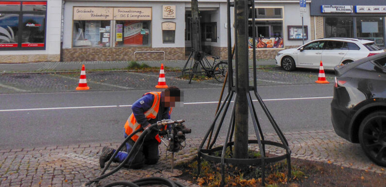 Bückeburger Bäume mit Technik aus den Niederlanden gestärkt