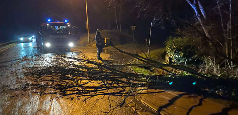 Wölpinghausen: Baum fällt auf Straße