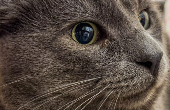 Autofahrerin weicht Katze in Beckedorf aus: 12.000 Euro Schaden