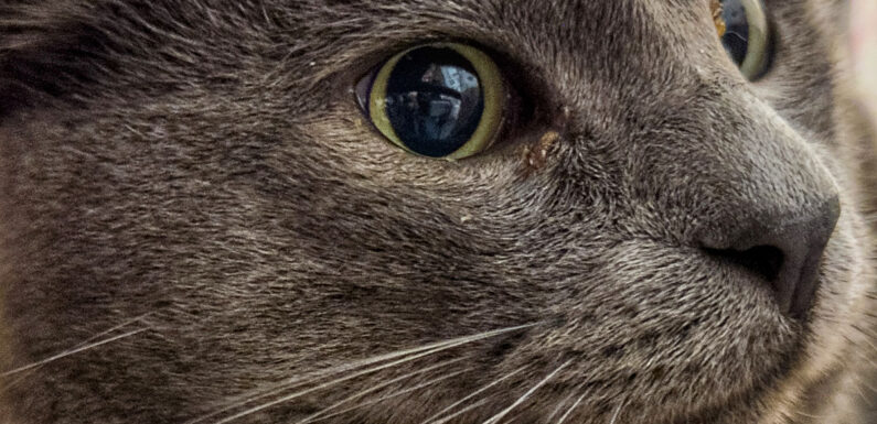 Bad Eilsen: Katze ausgewichen und überschlagen