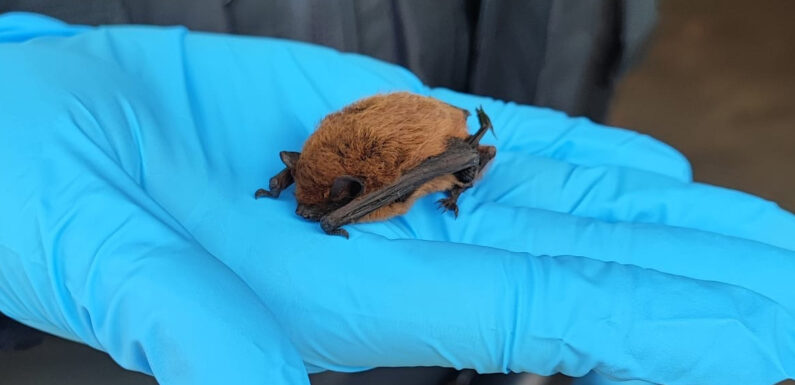 Polizei Bückeburg rettet verletzte Fledermaus