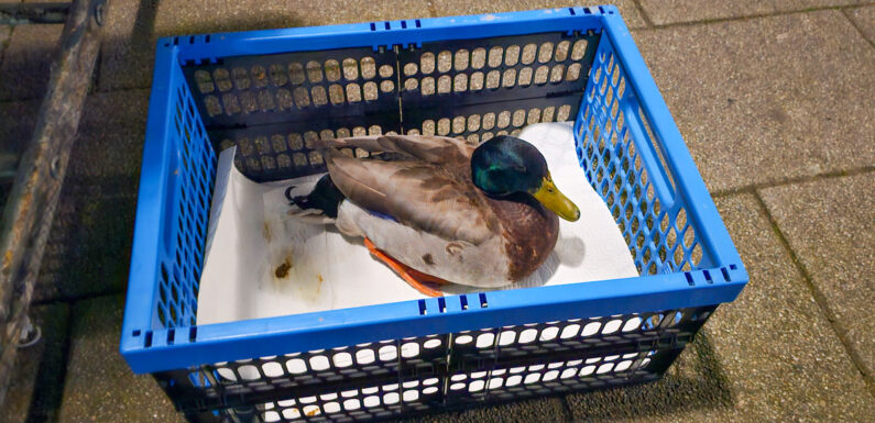 Ungewöhnliche Einsätze für die Bückeburger Feuerwehr in der selben Nacht