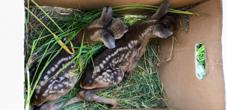 Naturschutz mit Drohne: Vortrag zur Rehkitz- und Bodenbrüterrettung im Rahmen der IGEL-Mitgliederversammlung