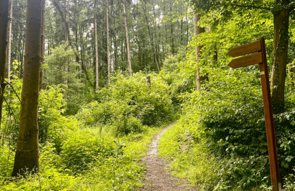 Polizei sucht Zeugen: Wildernder Hund hetzt Rehe und verletzt ein Rehkitz durch Bisse schwer