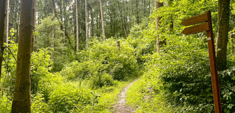 Polizei sucht Zeugen: Wildernder Hund hetzt Rehe und verletzt ein Rehkitz durch Bisse schwer