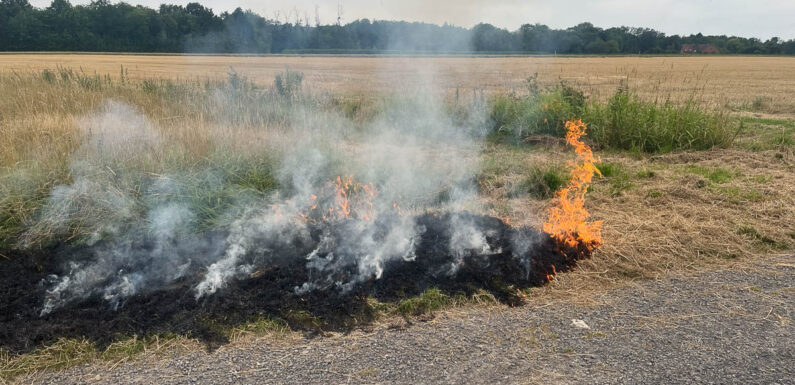 Stadthagen: Flächenbrand sorgt für Feuerwehreinsatz im Falkenweg