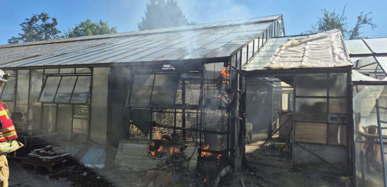 Feuerwehreinsatz in Stadthagen: Brand im Gewächshaus einer Gärtnerei