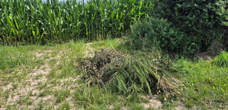 Helpsen: Grünschnitt in Feldmark entsorgt