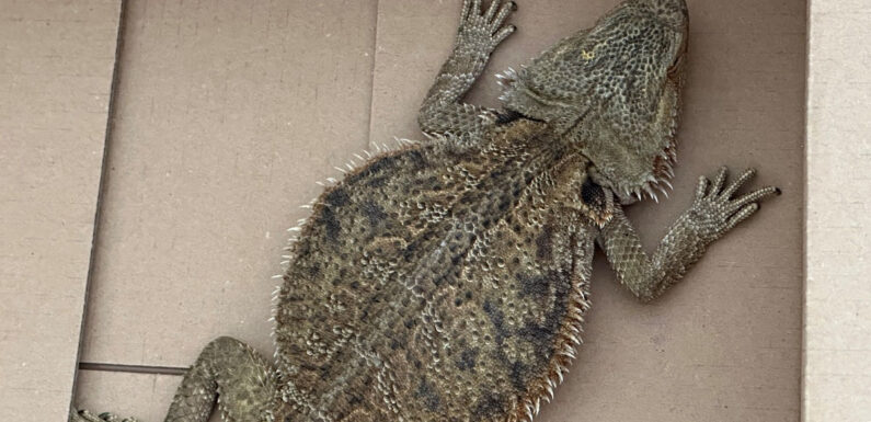 Polizei sucht Eigentümer dieser streifenköpfigen Bartagame