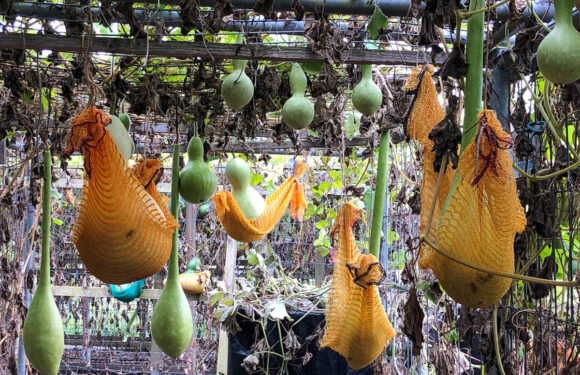 Ein Hoch auf den Halloween-Kürbis: Tag der offenen Tür bei der Kalebassenmanufaktur in Berenbusch
