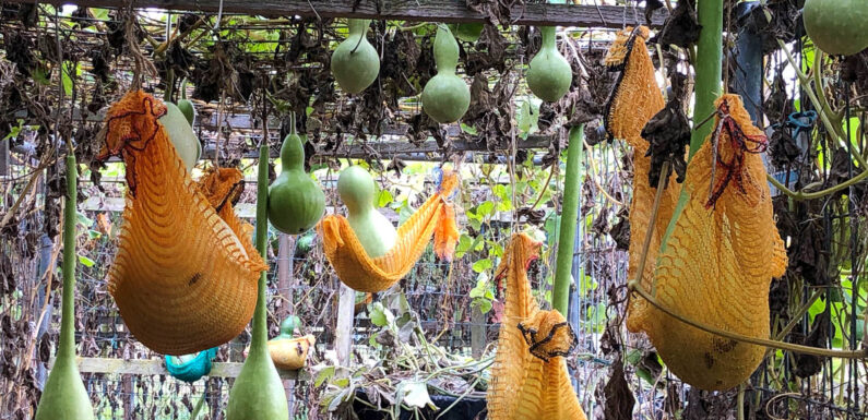 Ein Hoch auf den Halloween-Kürbis: Tag der offenen Tür bei der Kalebassenmanufaktur in Berenbusch
