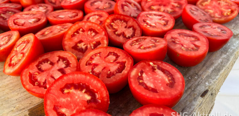 Saatgutverleih der Stadtbücherei Stadthagen startet zum vierten Mal