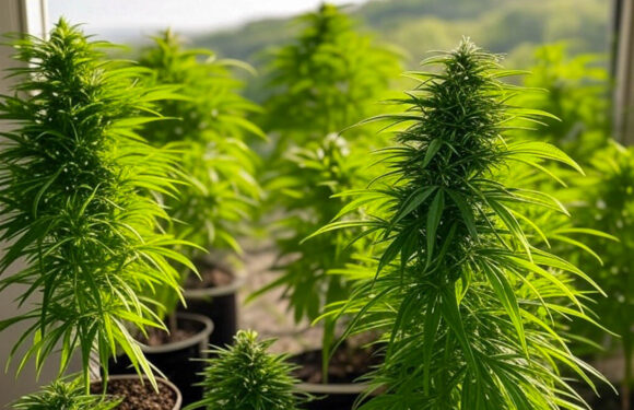 Bückeburger Sicherheitsausschuss gegen Teilnahme an Cannabis-Modellprojekt