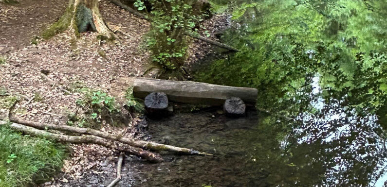 Vandalen schlagen erneut zu: Holzbank an der Schutzhütte Brandshof landet im Teich