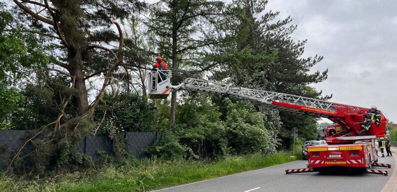 Feuerwehreinsatz in Hagenburg: Ast droht auf die Fahrbahn zu fallen