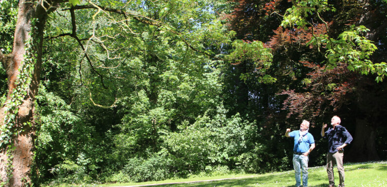 Zurück auf der grünen Bühne: FAUST-Theater inszeniert „Die Mitschuldigen“ im Schlosspark