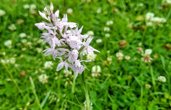 Stadthagen: Seltenes Knabenkraut im Schlossgarten entdeckt