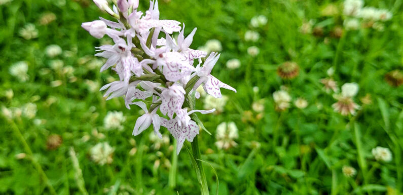 Stadthagen: Seltenes Knabenkraut im Schlossgarten entdeckt