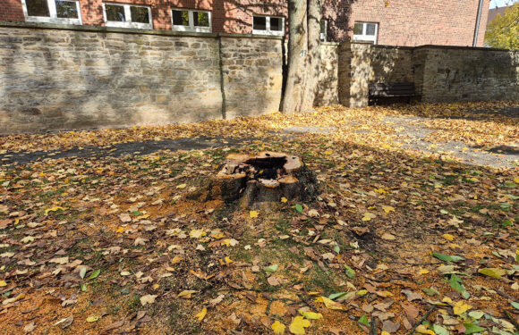 „Respektlos und grenzüberschreitend“: Kirschbaum am Landsbergschen Hof in Stadthagen durch Brandstifter zerstört