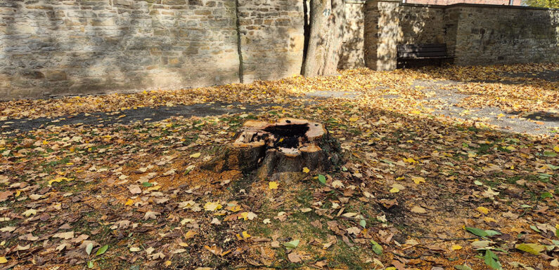 „Respektlos und grenzüberschreitend“: Kirschbaum am Landsbergschen Hof in Stadthagen durch Brandstifter zerstört