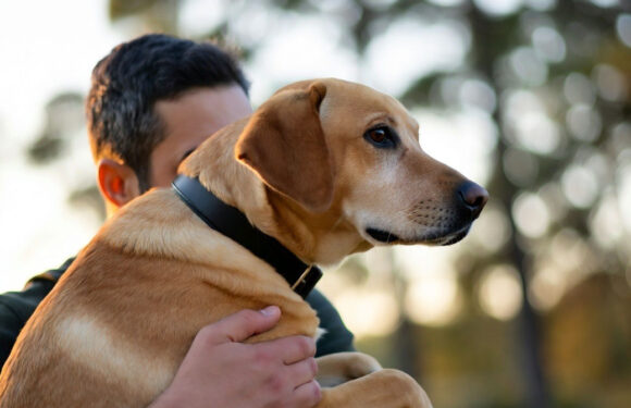 Warum Tiere so guttun: BKK24 lädt zum Auftaktevent für „Herbstgesund“-Aktion