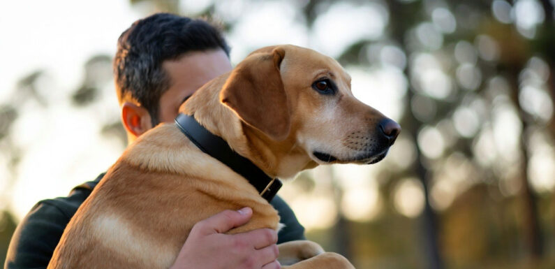 Warum Tiere so guttun: BKK24 lädt zum Auftaktevent für „Herbstgesund“-Aktion