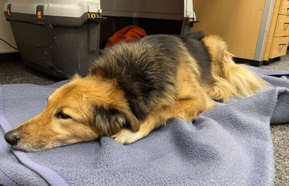 Stadthagen: Hündin bei Rettungsdiensteinsatz zugelaufen