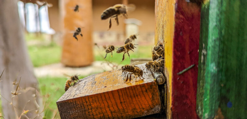 Faszination Honigbiene: Der Kreisimkerverein Schaumburg lädt zum Imkergrundkurs 2026 ein